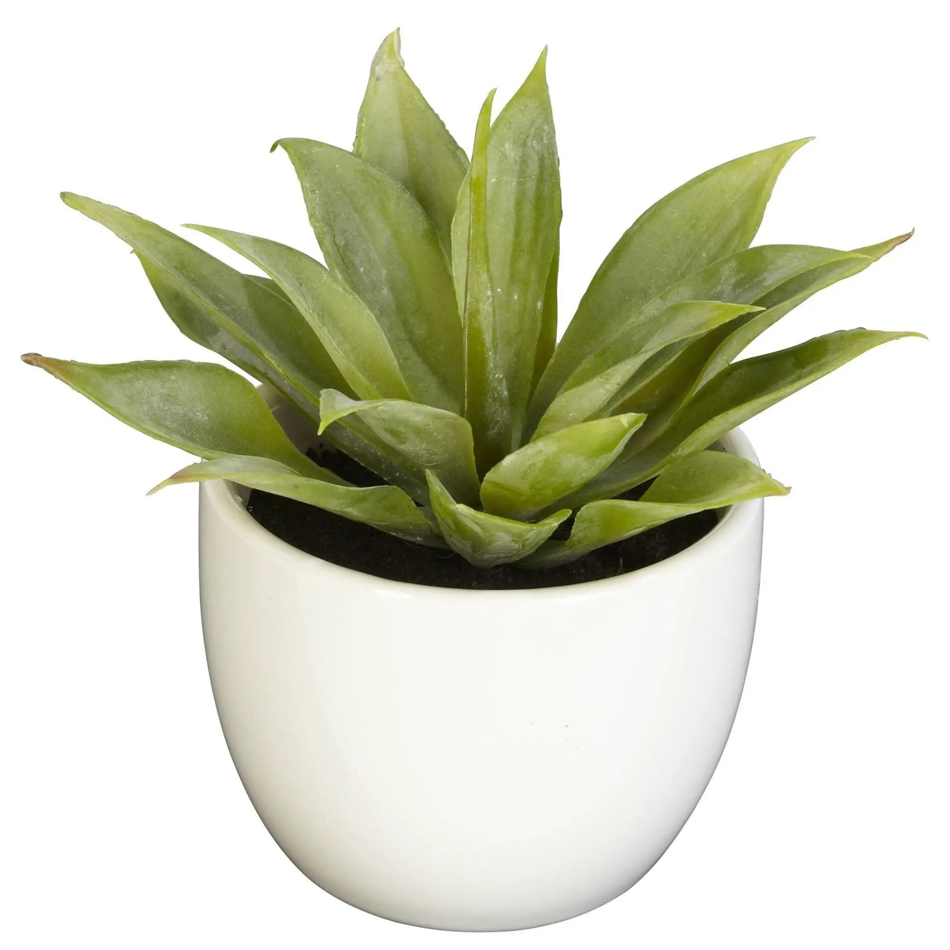 - image on Tampa Home & Garden Store