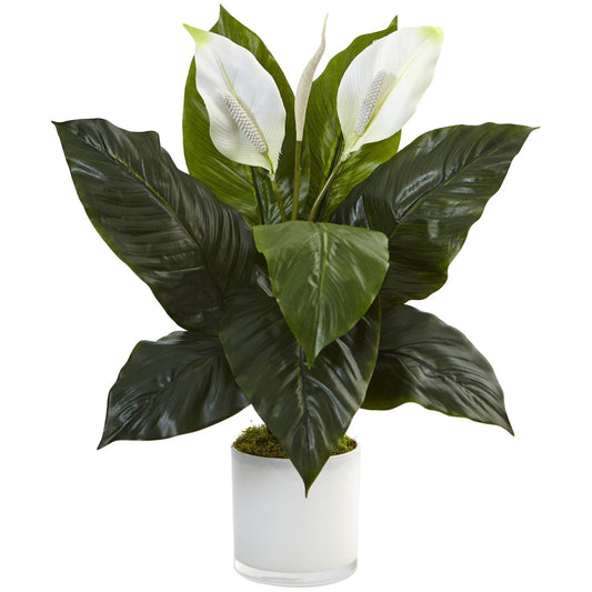 Spathifyllum in Glossy Glass Planter - Tampa Home & Garden Store