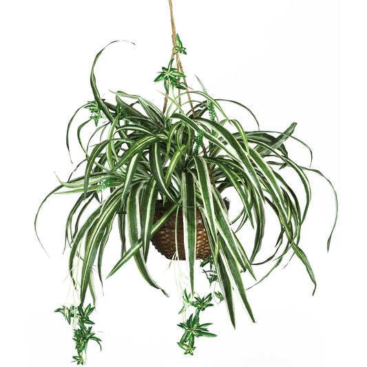 Spider Hanging Basket Silk Plant - Tampa Home & Garden Store