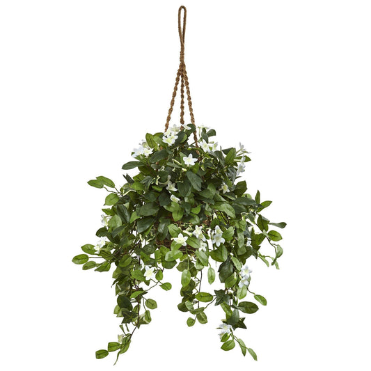 Stephanotis in Hanging Basket - Tampa Home & Garden Store