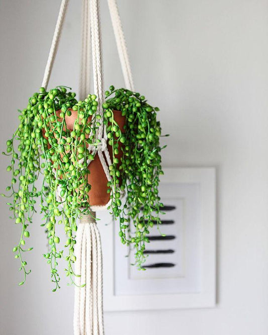 String of Pearl Artificial Plant Hanging Basket - Tampa Home & Garden Store