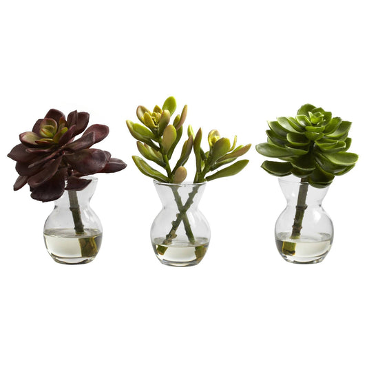 Succulent Arrangements (Set of 3) - Tampa Home & Garden Store