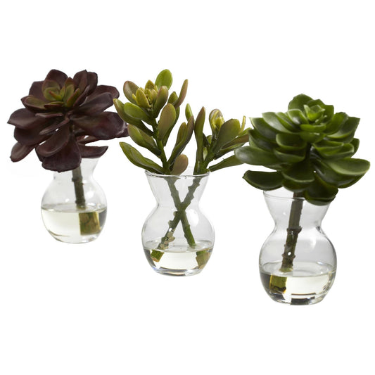 Succulent Arrangements (Set of 3) - Tampa Home & Garden Store