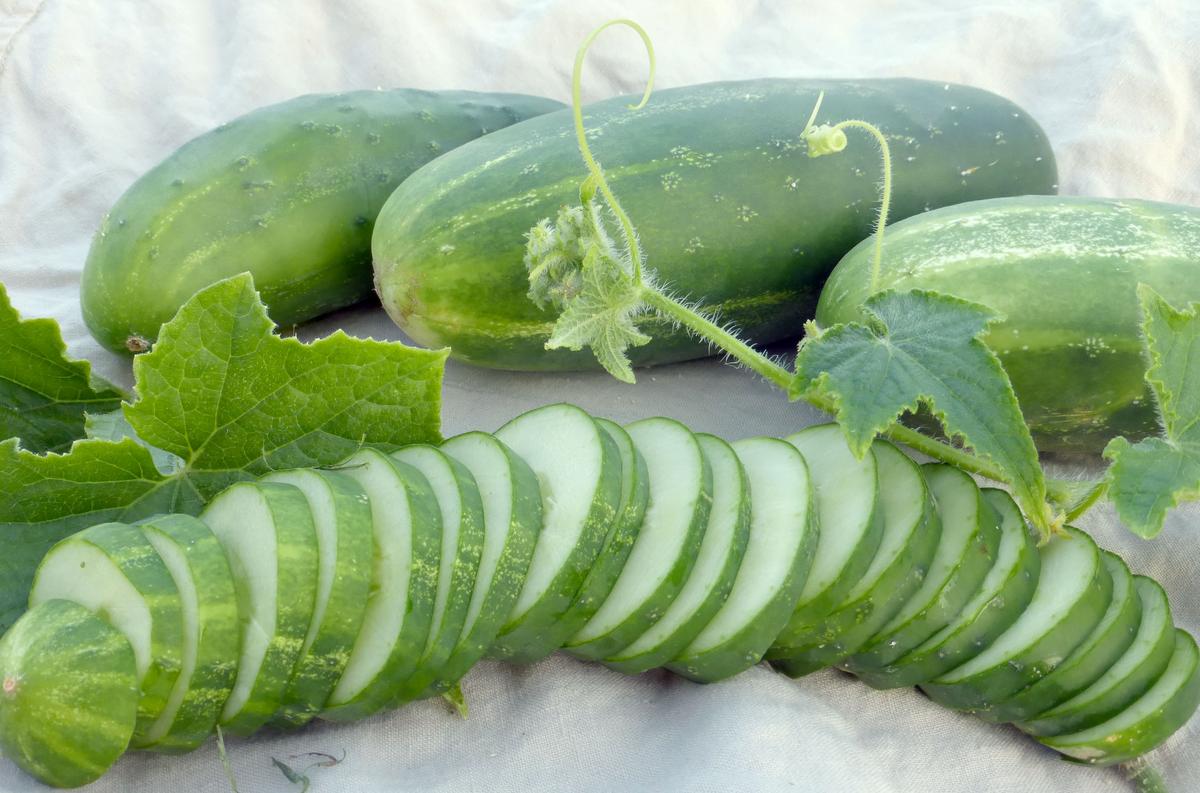 Ashley Cucumber seeds: green cucumbers with sliced rounds Seedtime Store on Tampa Home & Garden Store