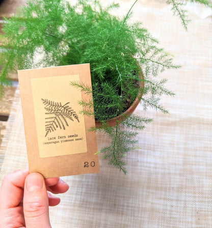 Asparagus Plumosus Nana 'Lace Fern'
