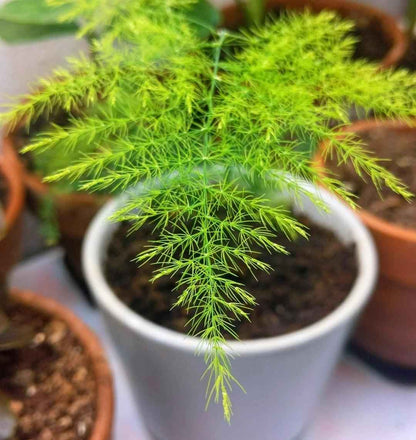 Asparagus Plumosus Nana 'Lace Fern'