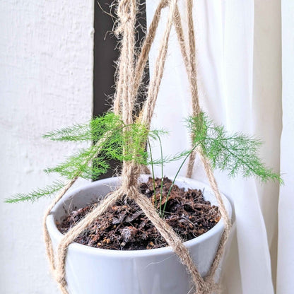 Asparagus Plumosus Nana 'Lace Fern'