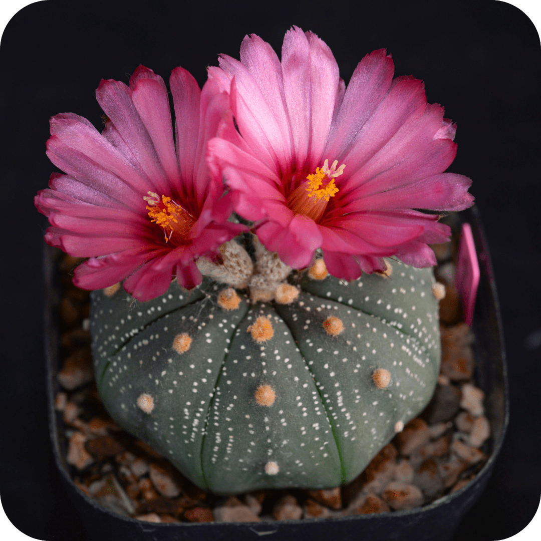Astrophytum Mix "Star Cactus" Seeds