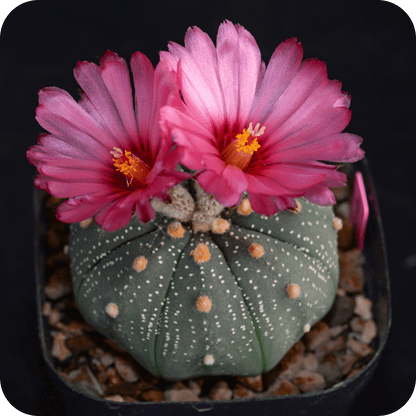 Astrophytum Mix "Star Cactus" Seeds