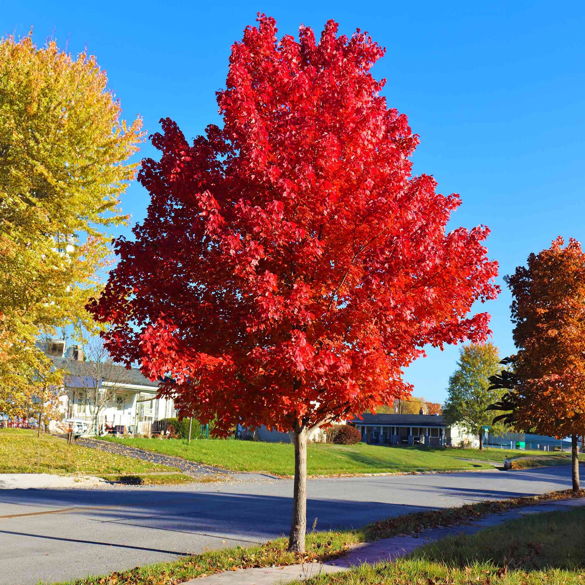 Autumn Blaze Red Maple Tree outdoor plant with vibrant red foliage in a sunny yard on Tampa Home & Garden Store