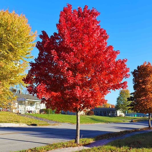 Autumn Blaze Red Maple Tree outdoor plant with vibrant red foliage in a sunny yard on Tampa Home & Garden Store