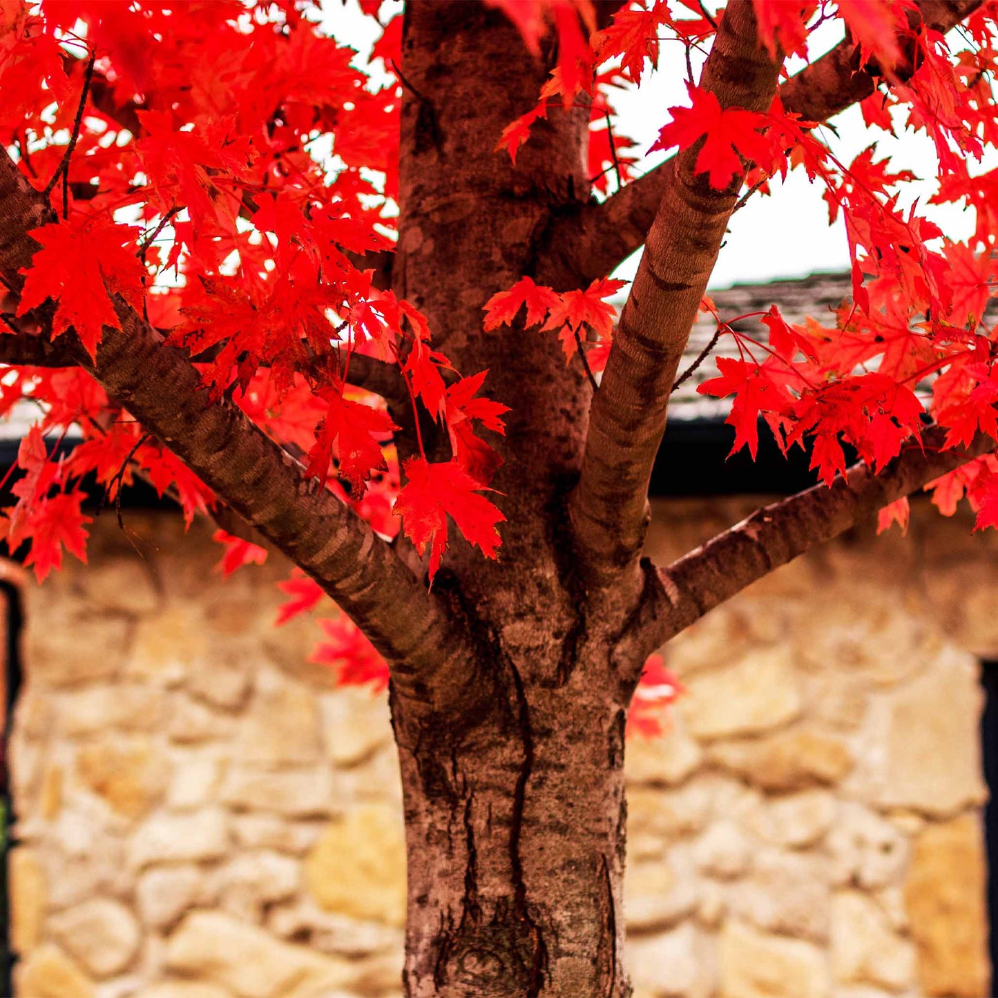 Autumn Blaze Red Maple Tree plant from Live Good Logistics with vivid red leaves on trunk on Tampa Home & Garden Store