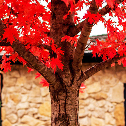 Autumn Blaze Red Maple Tree plant from Live Good Logistics with vivid red leaves on trunk on Tampa Home & Garden Store