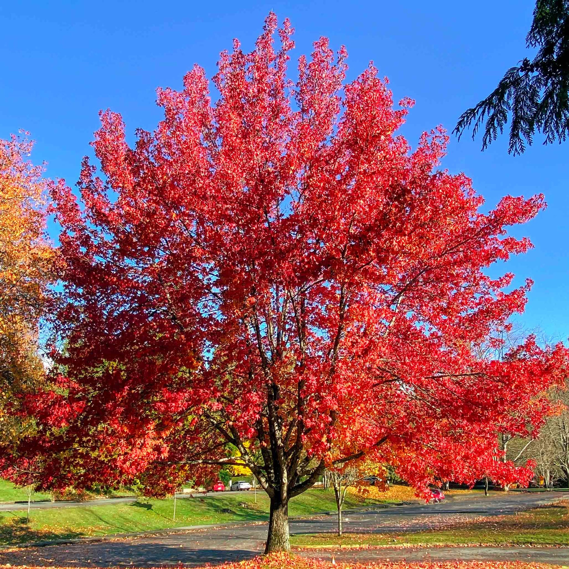 Autumn Blaze Red Maple Tree, vibrant red leaves, outdoor plant by Live Good Logistics on Tampa Home & Garden Store