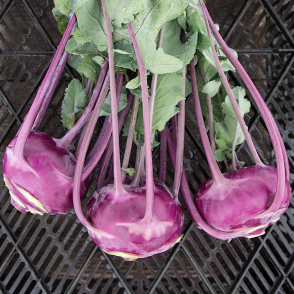 Azur Star Kohlrabi seeds four purple bulbs with long magenta stems and green leaves Seedtime Store on Tampa Home & Garden Store