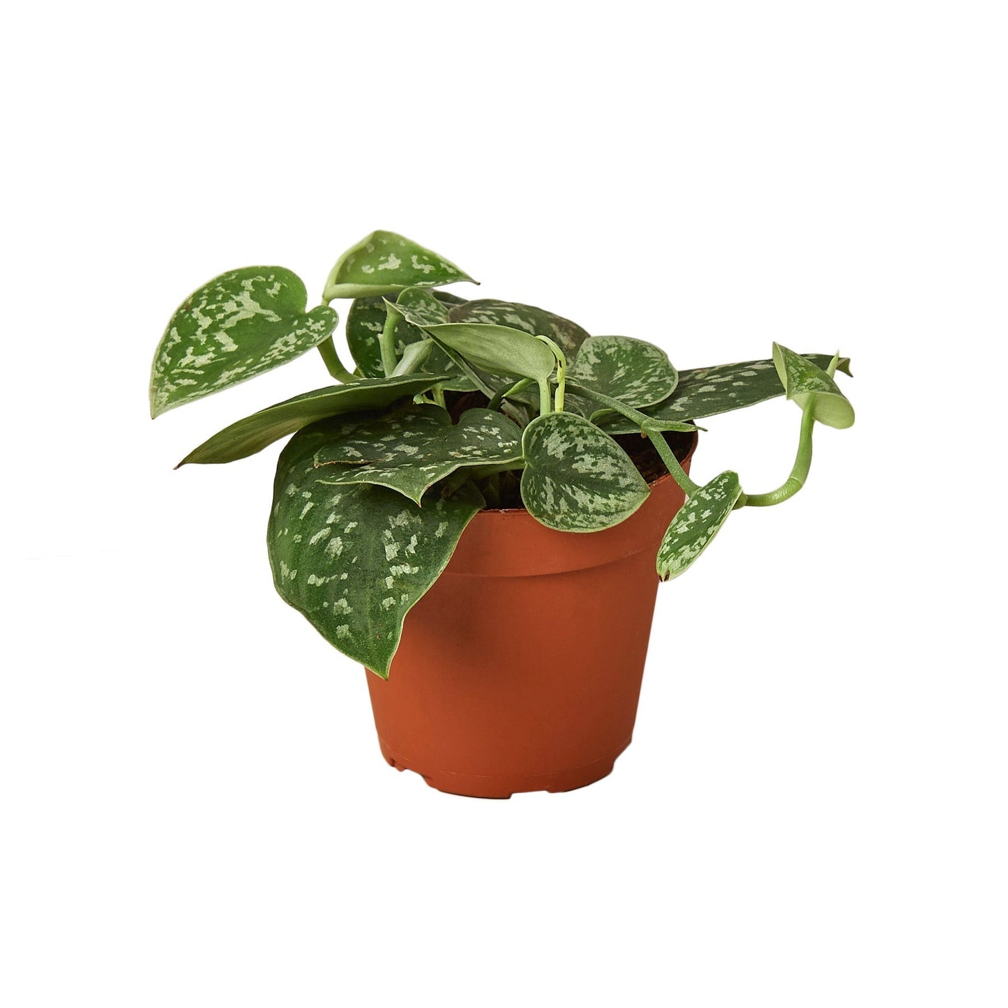 Pothos Satin plant in 4-inch nursery pot with variegated green leaves by Rooted Treasures Farms on Tampa Home & Garden Store