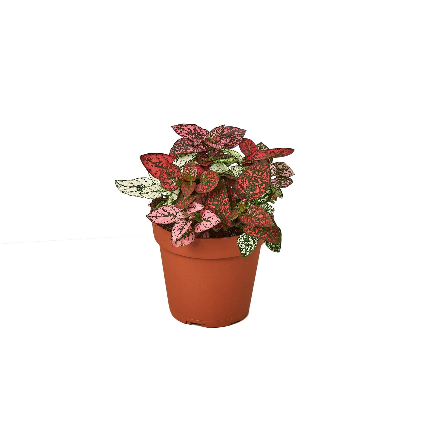 Hypoestes Polka Dot 4in plant with pink speckled leaves in a terracotta pot on Tampa Home & Garden Store
