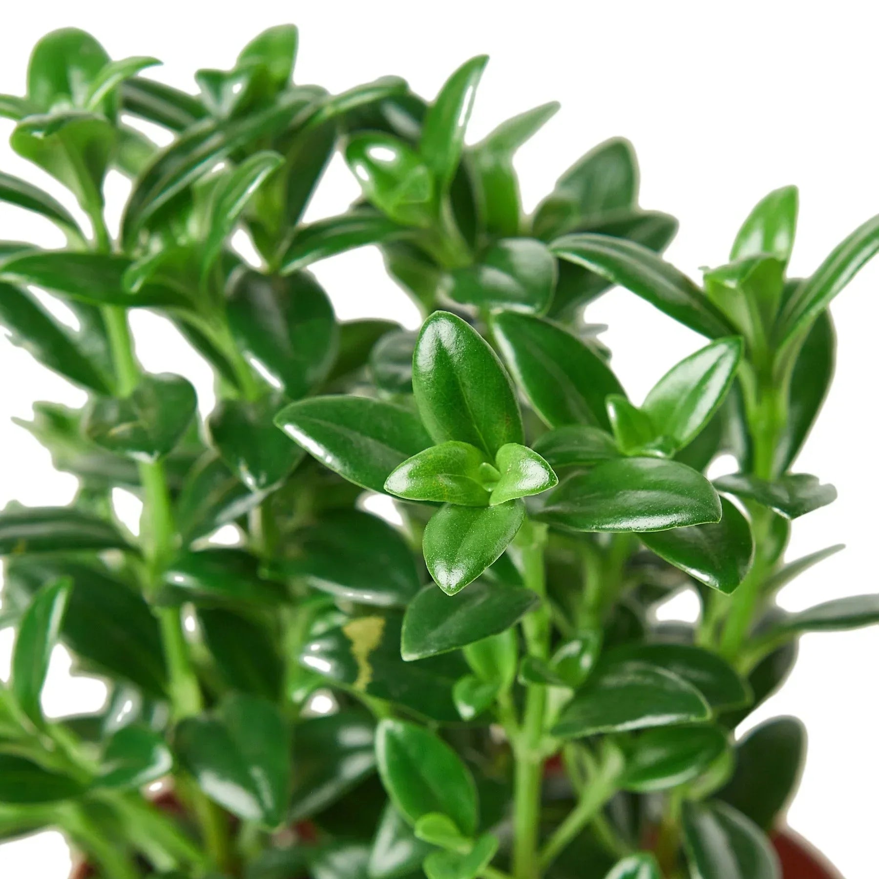 Nemetanthus Candy Corn Plant Brazilian Firecracker close-up foliage with glossy green leaves on Tampa Home & Garden Store