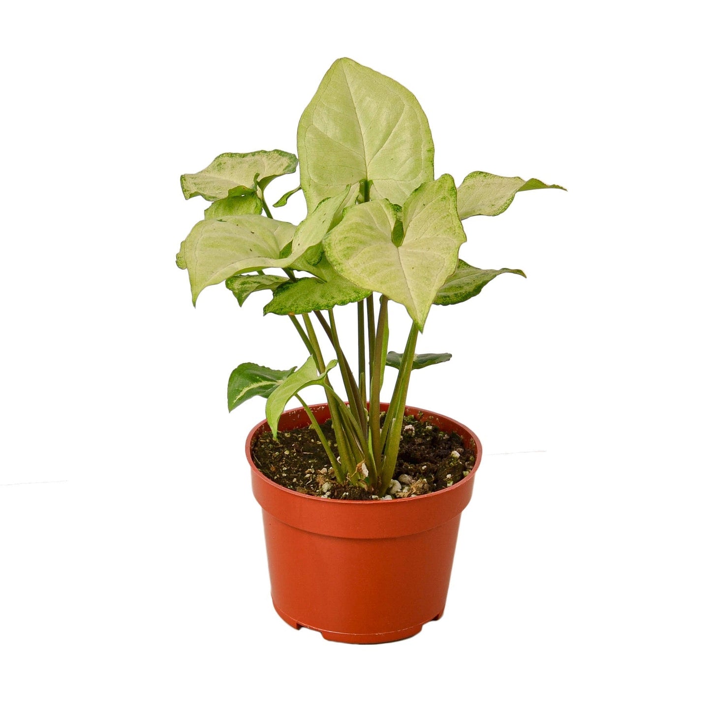 Syngonium White Butterfly 4-inch plant in nursery pot with cream variegated leaves Rooted Treasures Farms on Tampa Home & Garden Store