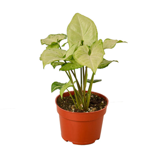 Syngonium White Butterfly 4-inch plant in nursery pot with cream variegated leaves Rooted Treasures Farms on Tampa Home & Garden Store