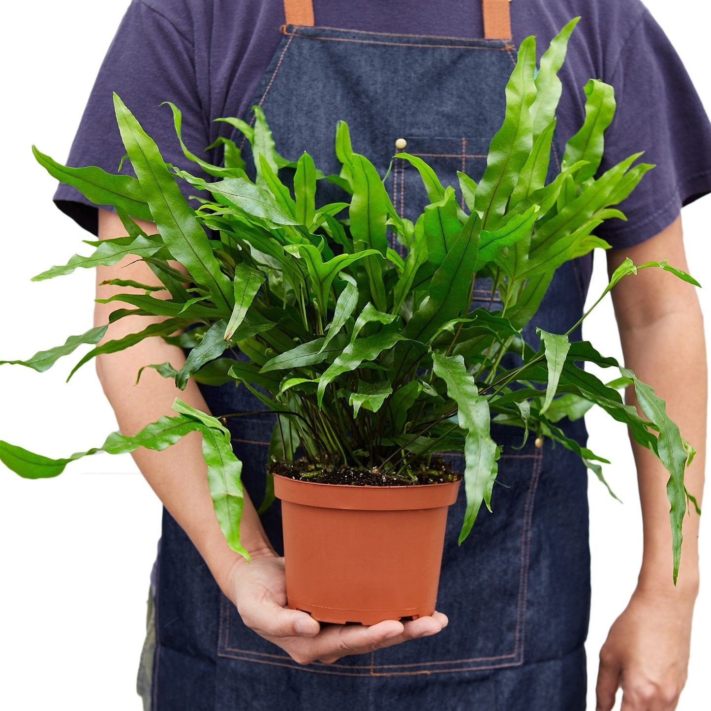 Fern Kangaroo Paw 6-inch plant in terracotta pot with fronds by Rooted Treasures Farms on Tampa Home & Garden Store