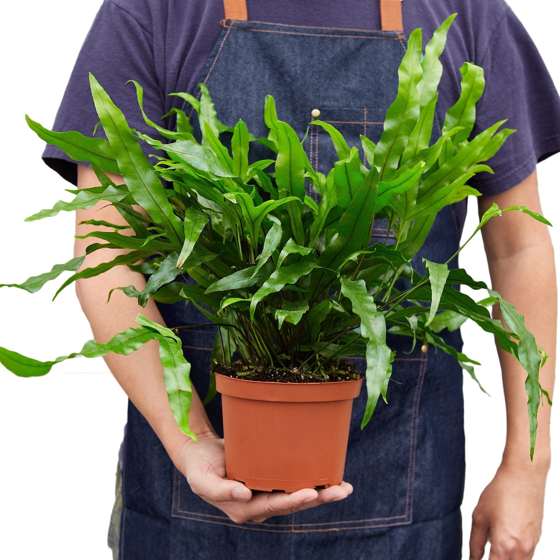 Fern Kangaroo Paw 6-inch plant in terracotta pot with fronds by Rooted Treasures Farms on Tampa Home & Garden Store