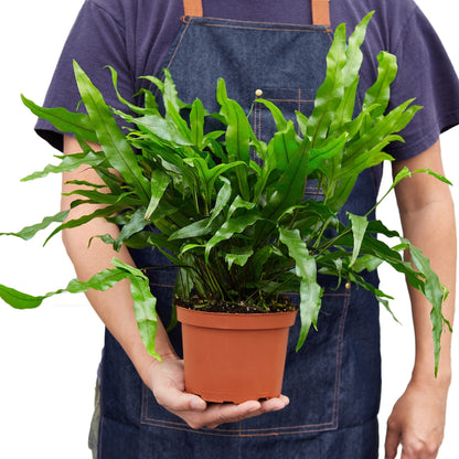 Fern Kangaroo Paw 6-inch plant in terracotta pot with fronds by Rooted Treasures Farms on Tampa Home & Garden Store