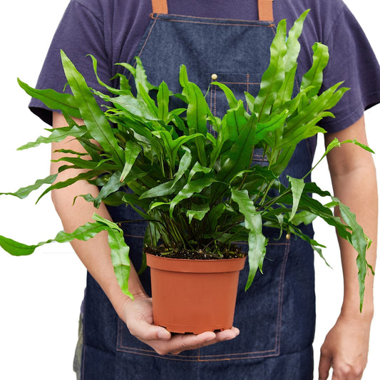 Fern Kangaroo Paw 6-inch plant in terracotta pot with vibrant green fronds Rooted Treasures Farms on Tampa Home & Garden Store