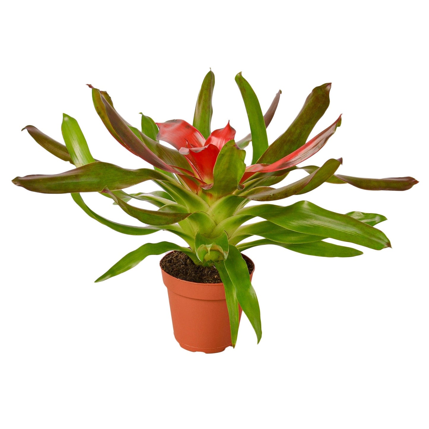 Bromeliad Medusa plant from Rooted Treasures with green leaves and red center in pot on Tampa Home & Garden Store