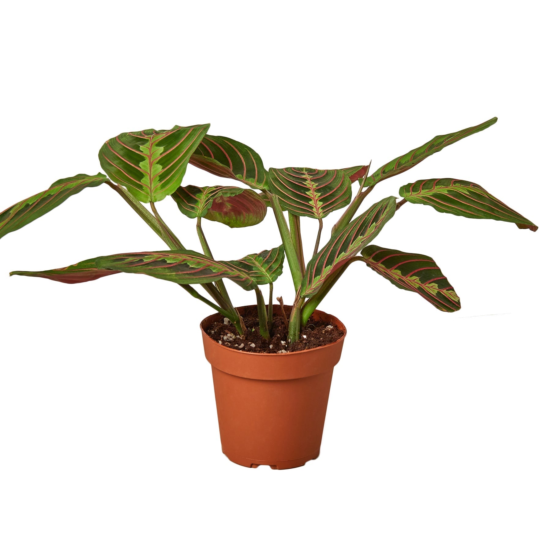 Maranta Red Prayer plant in terracotta pot with leaves and red veins Rooted Treasures Farms on Tampa Home & Garden Store