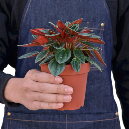 Peperomia Rosso indoor plant with red and green variegated leaves in a terracotta pot on Tampa Home & Garden Store