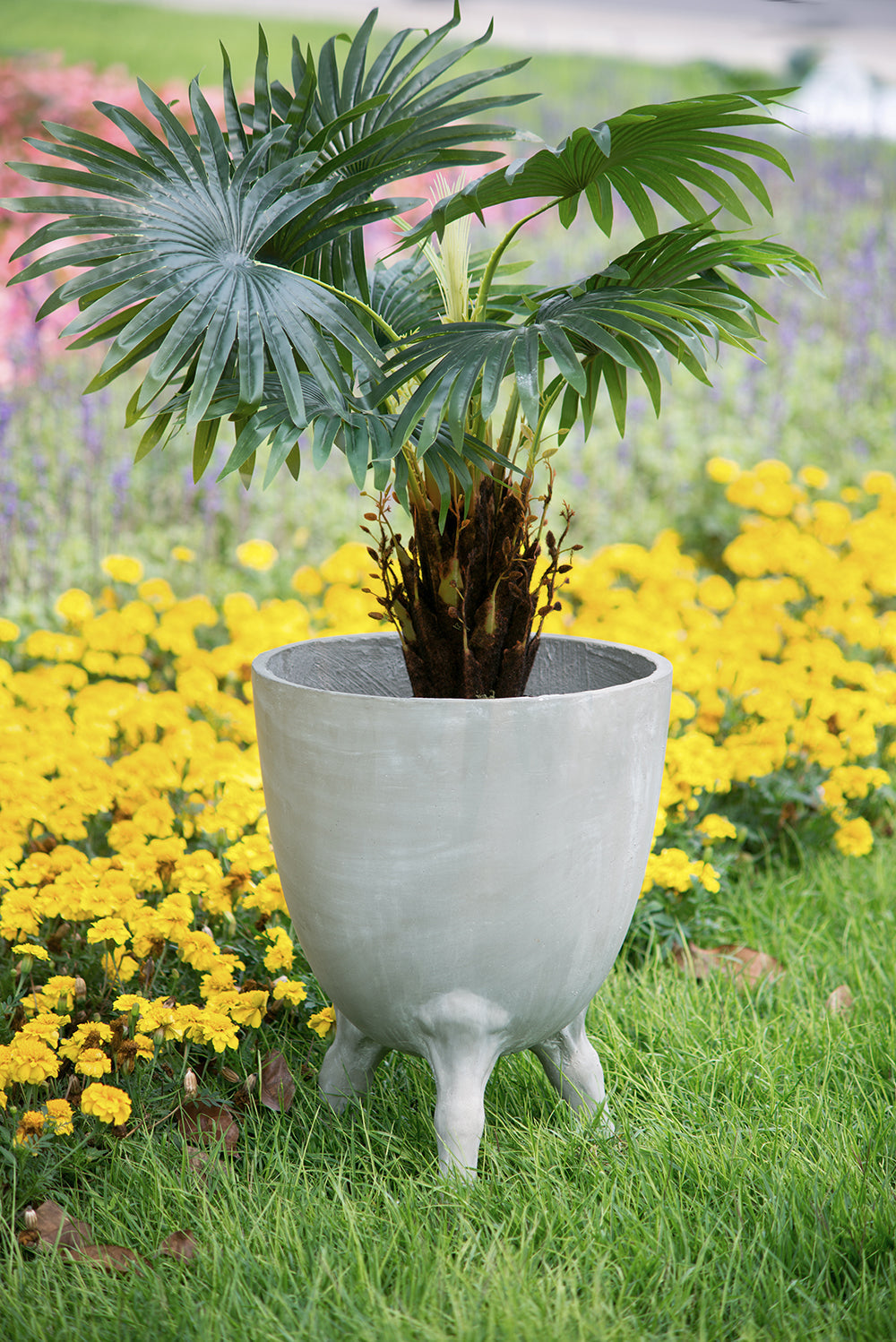 D16x22 Planter with Legs in light gray concrete, hosting a fan palm plant on Tampa Home & Garden Store