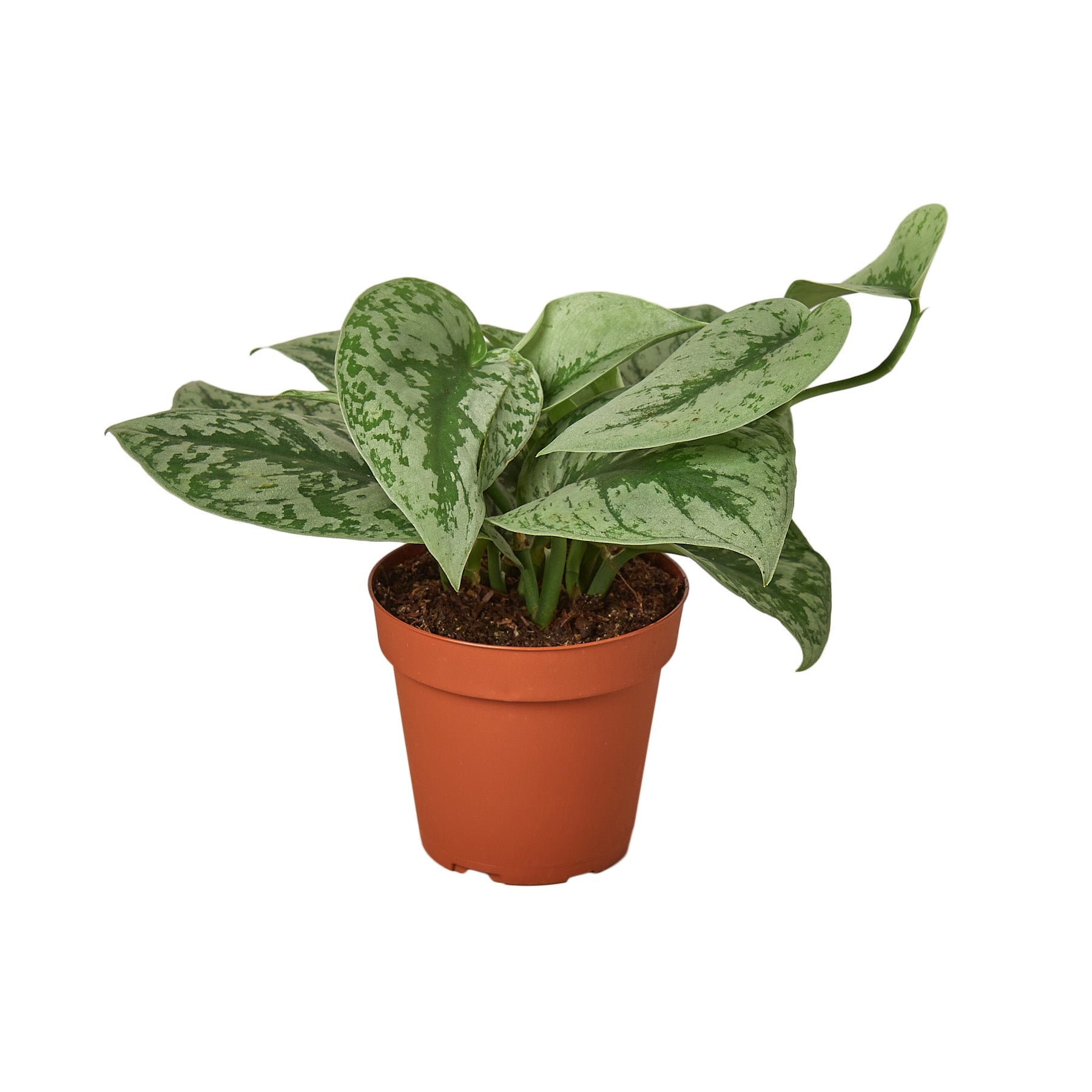 Pothos Silver Splash indoor plant in terracotta pot with variegated green and silver leaves on Tampa Home & Garden Store