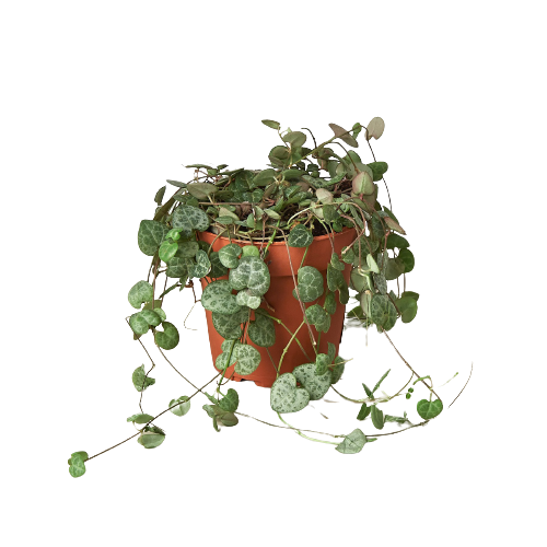 String of Hearts 4-inch succulent in pot with trailing variegated heart leaves House Plant Shop on Tampa Home & Garden Store