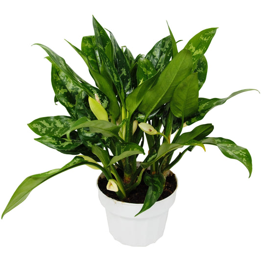 Chinese Evergreen Maria indoor plant by Rooted Treasures Farms in a white pot on Tampa Home & Garden Store