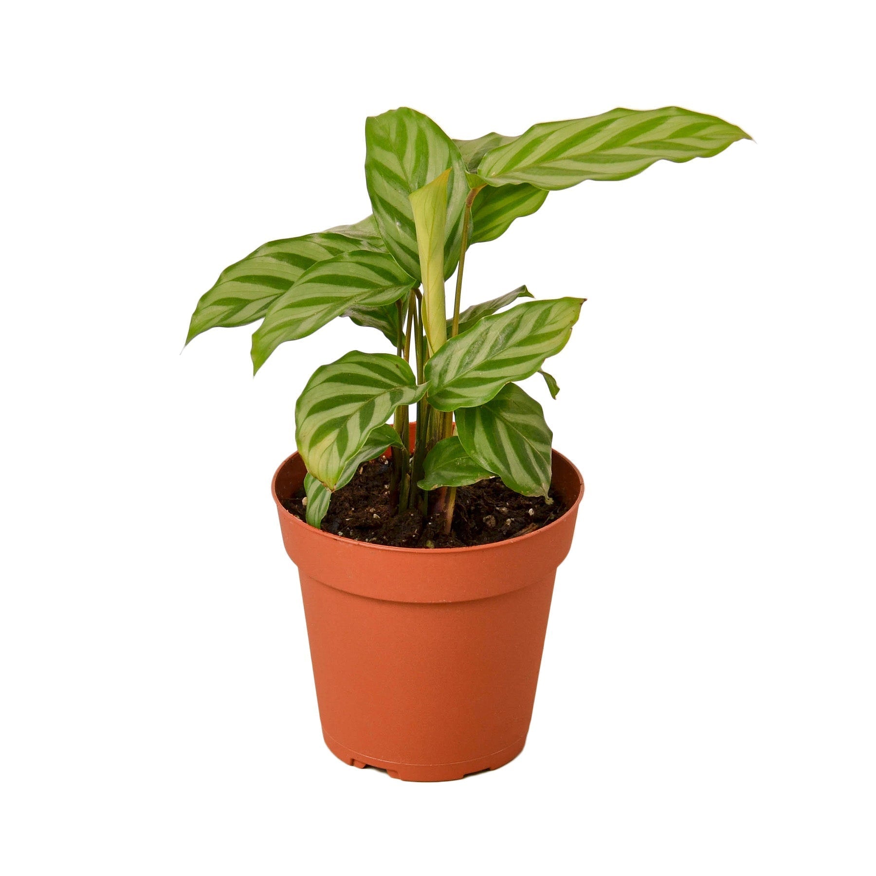 Calathea Concinna Freddie indoor plant with striped green leaves in a 4in nursery pot on Tampa Home & Garden Store