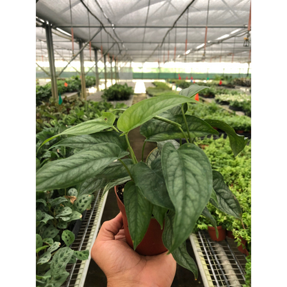 Monstera Siltepecana indoor plant in terracotta pot with variegated glossy leaves on Tampa Home & Garden Store