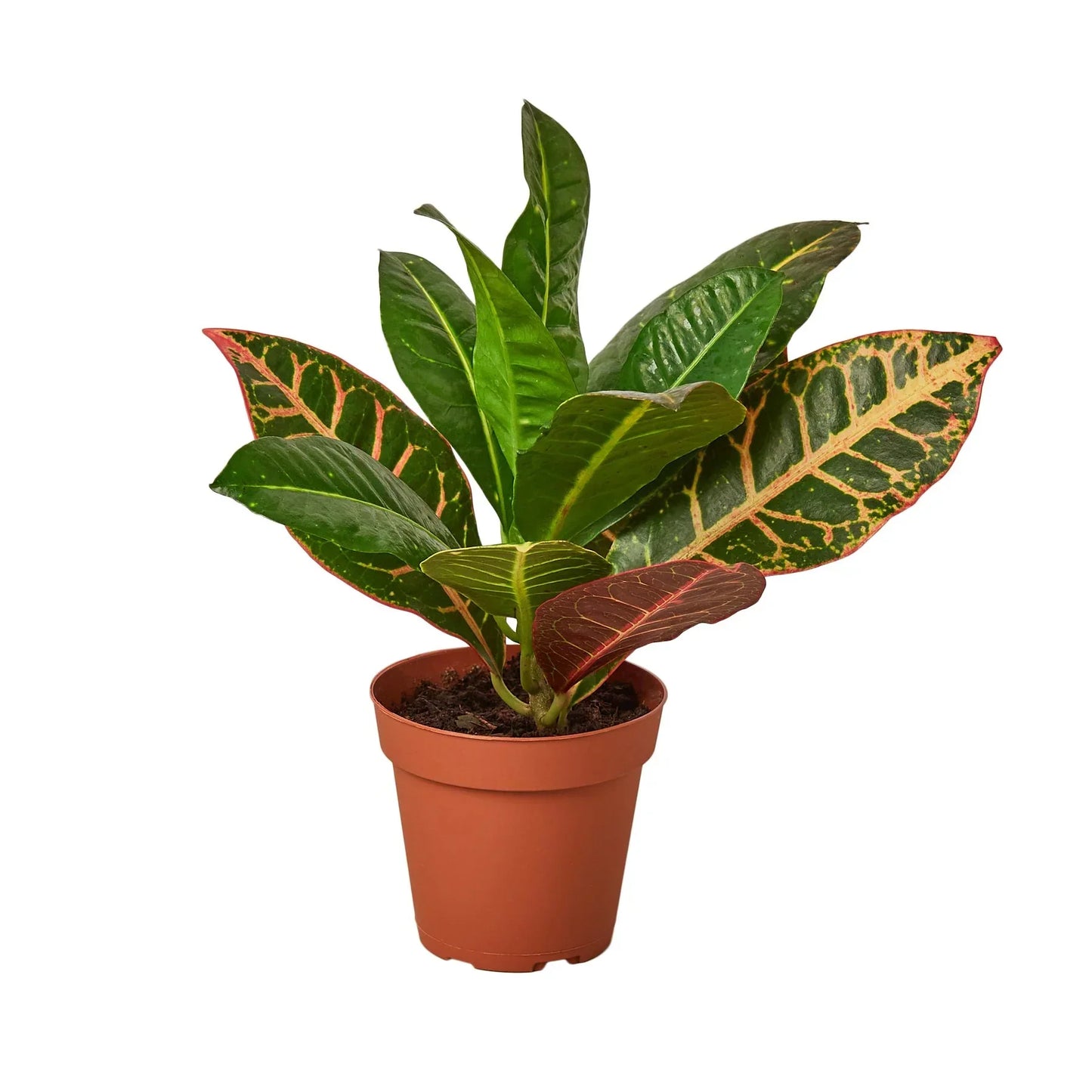 Croton Petra Josephs Coat indoor plant with pink-green variegated leaves in terracotta pot on Tampa Home & Garden Store