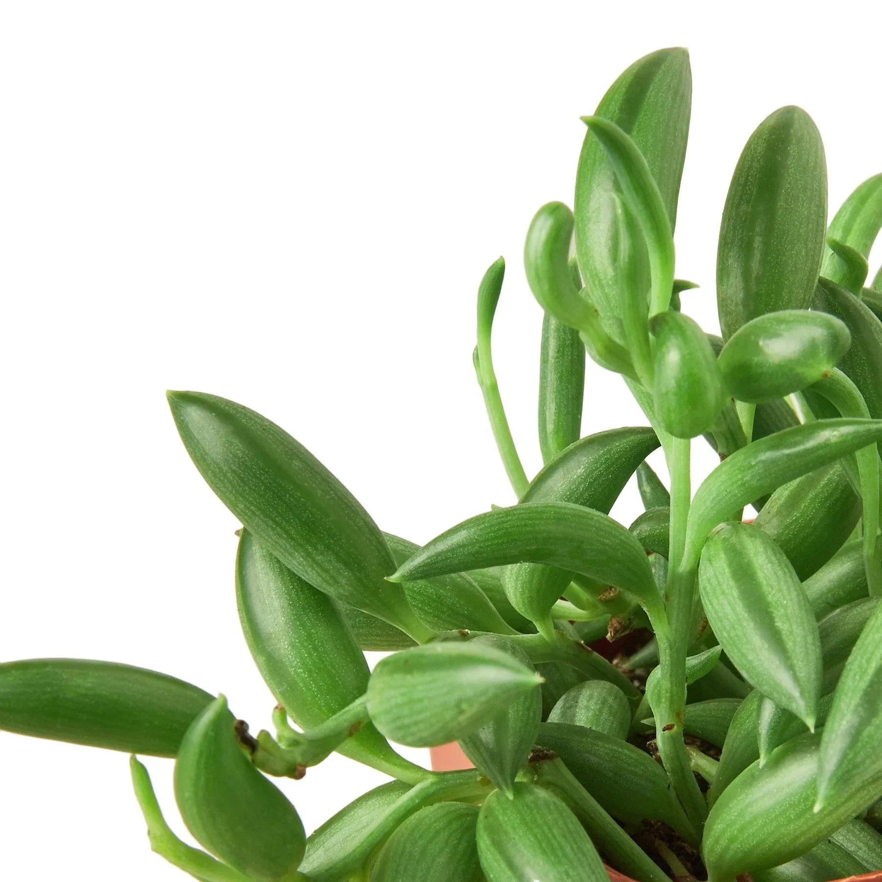 Succulent String of Bananas leaves in green, glossy stems from Rooted Treasures Farms on Tampa Home & Garden Store