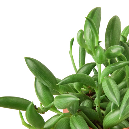 Succulent String of Bananas leaves in green, glossy stems from Rooted Treasures Farms on Tampa Home & Garden Store