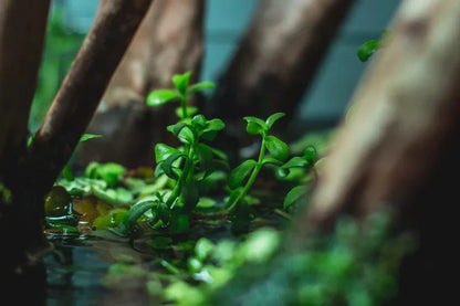 Bacopa Monnieri/Monneywort (6+ stems)