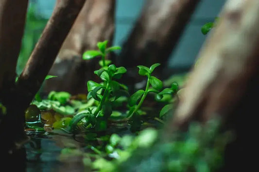 Bacopa Monnieri moneywort aquatic plant AquaHorizon with 6+ green stems for aquariums on Tampa Home & Garden Store