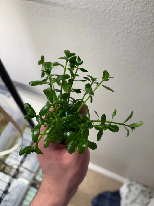 Bacopa Monnieri Moneywort aquatic plant with green slender stems and small oval leaves on Tampa Home & Garden Store