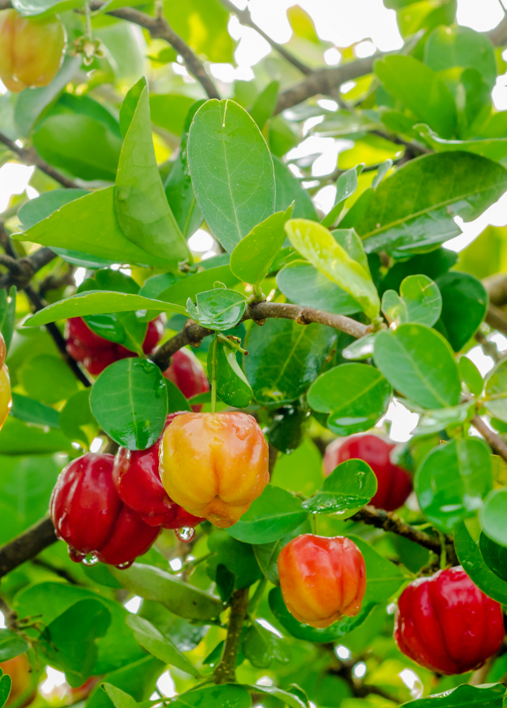 Barbados Cherry (Malpighia emarginata) fruit tree with glossy leaves and red fruit Sow Exotic on Tampa Home & Garden Store
