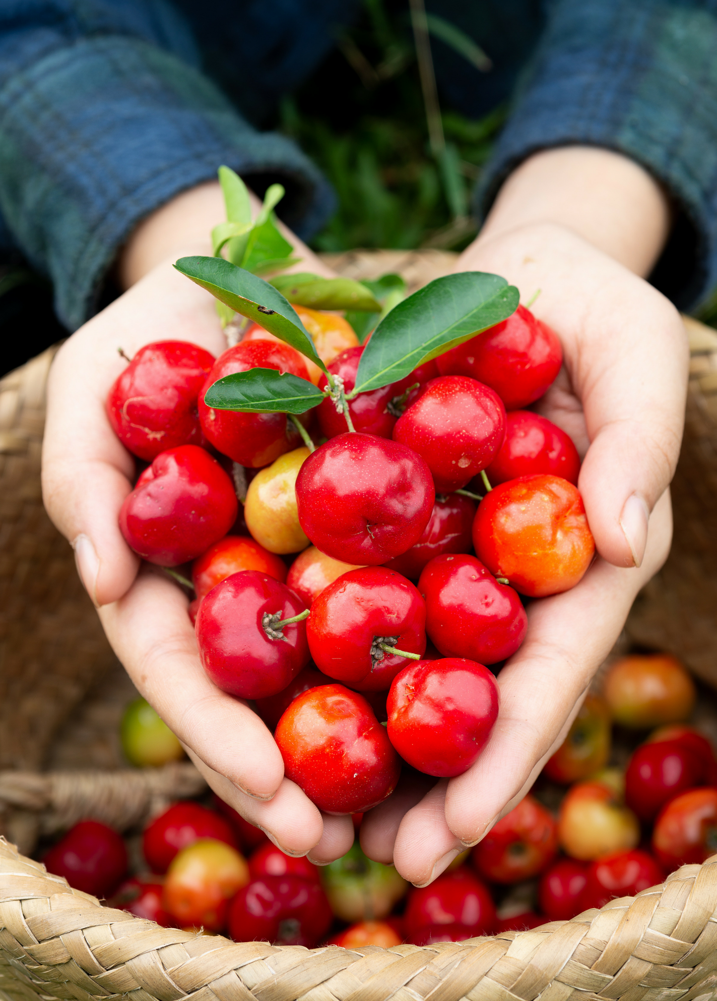 Barbados Cherry fruits in hands; bright red tropical fruits, Sow Exotic landscape plant on Tampa Home & Garden Store