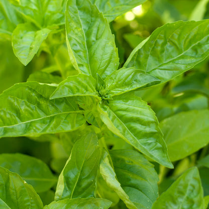 Sweet Basil seeds plant with lush green leaves on Tampa Home & Garden Store