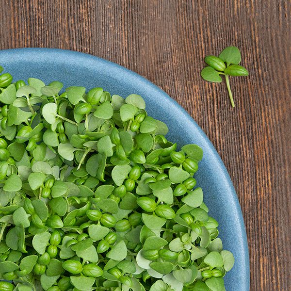 Basil microgreens from Seedtime Store seeds, vibrant green sprouts on a blue plate on Tampa Home & Garden Store