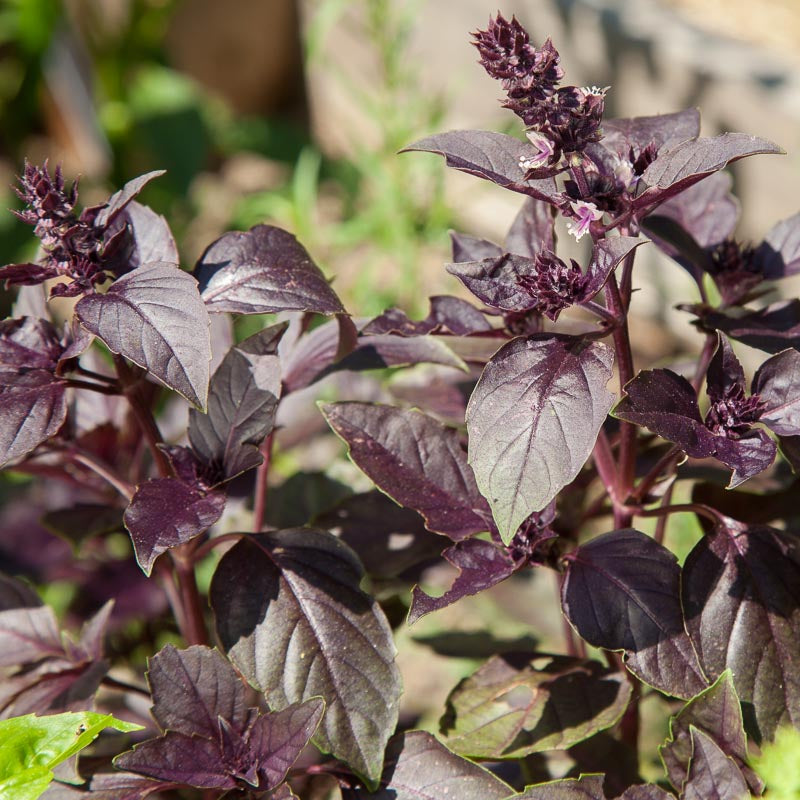 Semillas de albahaca ópalo morada oscura (orgánicas)