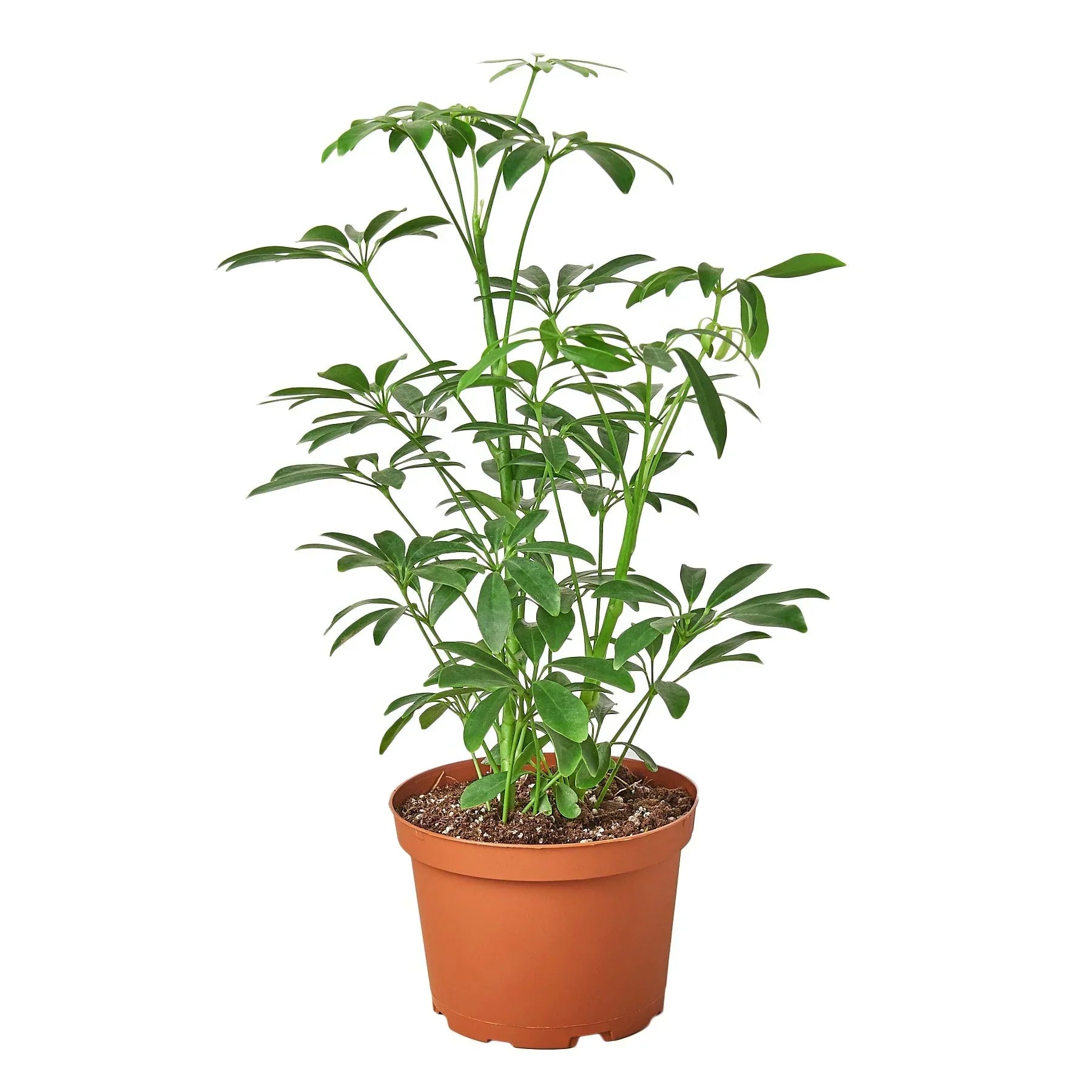 Schefflera Arboricola Umbrella indoor plant with leaves in a terracotta pot Rooted Treasures on Tampa Home & Garden Store