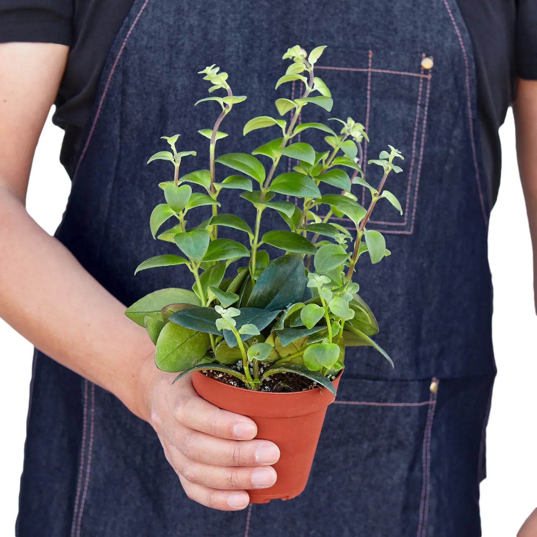 Lipstick Plant, 4-inch pot, sturdy green leaves in terracotta pot, Rooted Treasures Farms on Tampa Home & Garden Store